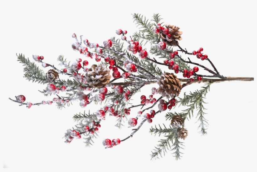Holly Branch Png - Berry, transparent png
