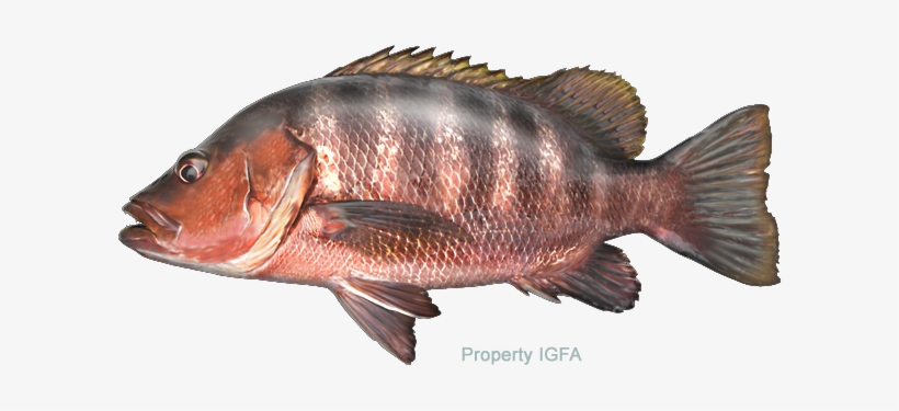 Freshwater Line Class Records - Lutjanus Goldiei, transparent png