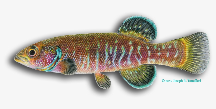 Test Your Ichthyology Iq On The Fish Quiz, Stumping - Fish, transparent png