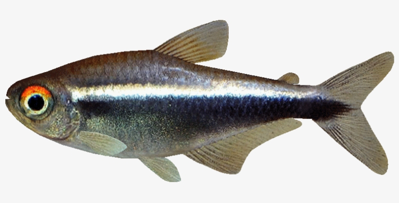 Black Neon Pajas Zt Download Library Wiki - Black Neon Tetra Png, transparent png