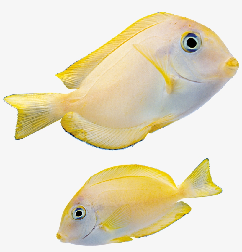 Fish Png - Marine Fish Png, transparent png