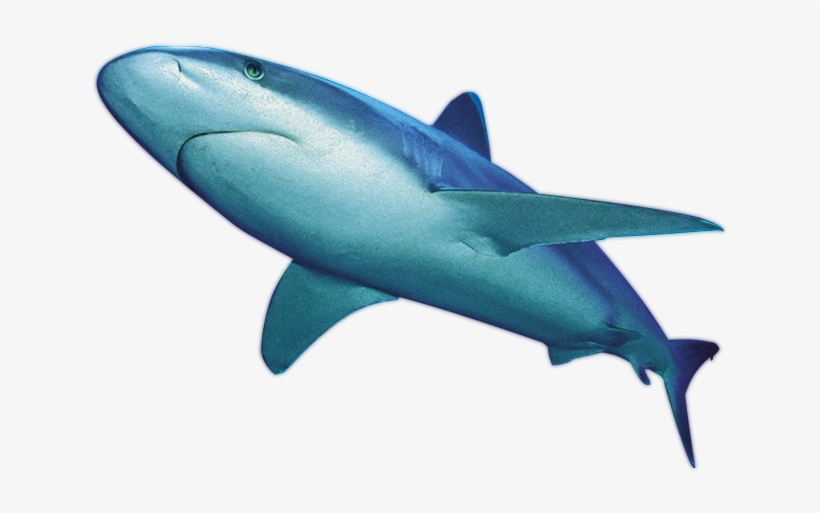 Shark Png File, transparent png
