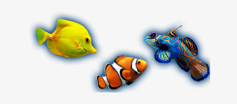 Picture Fascinating - Pc Rec - - Mandarin Goby, For The Love Of Fish: Blank 150 Page, transparent png