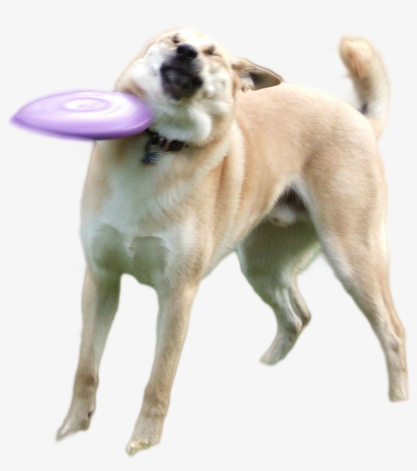 Doge Png - Ultra Heck, transparent png