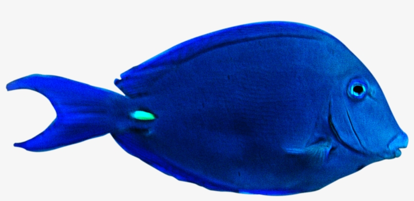 Fish Png Clipart Best Web Clipart Underwater Videography - Underwater Fish Png, transparent png