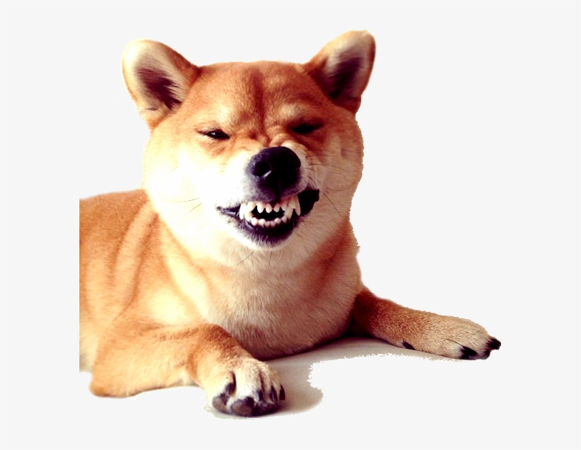 Kabosu Front Snarl - Shibe Transparent Png, transparent png
