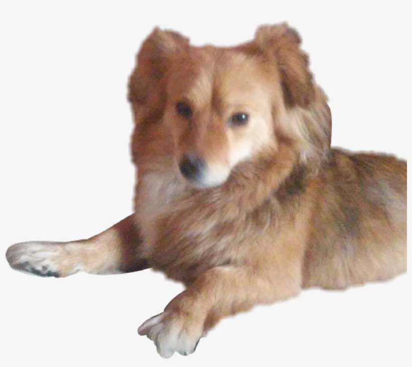 R My Doggo Doge Dog Puppy Pies Piese Piesu Misia - Companion Dog, transparent png