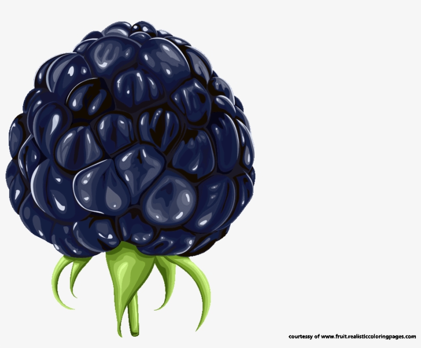 Blackberry Clipart Blackberry Fruit - Clip Art, transparent png