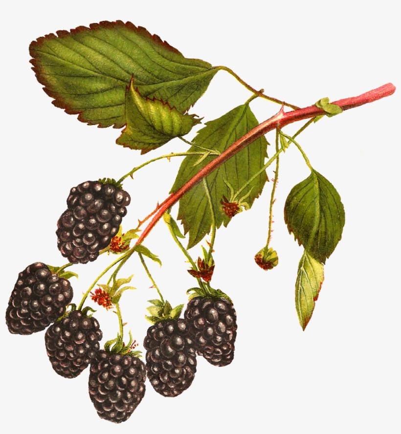 Digital Blackberry Fruit Download, transparent png