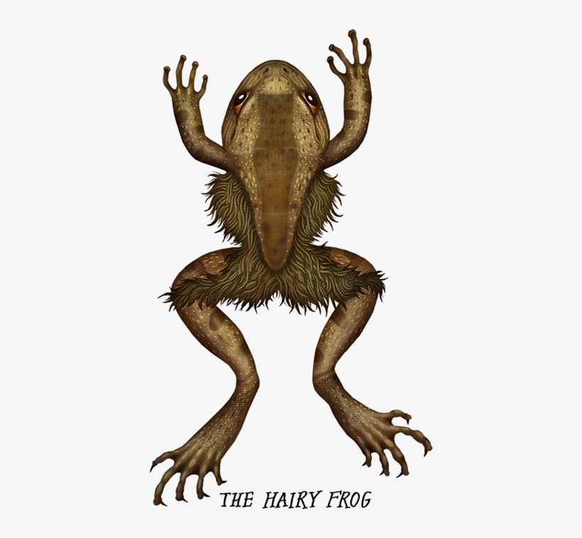 Crazy Monster Frogs On Behance - Hairy Frog Drawing, transparent png