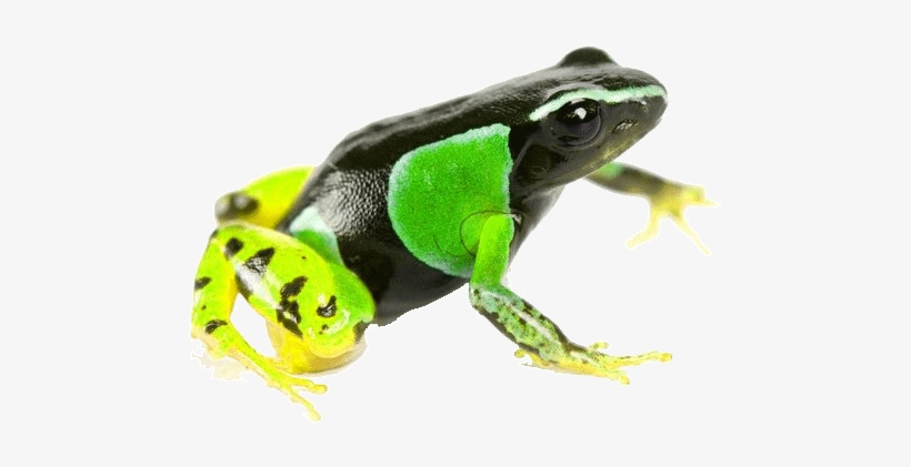 "skinning [was] A Normal Practice, But In The Previous - Malagasy Poison Frogs, transparent png