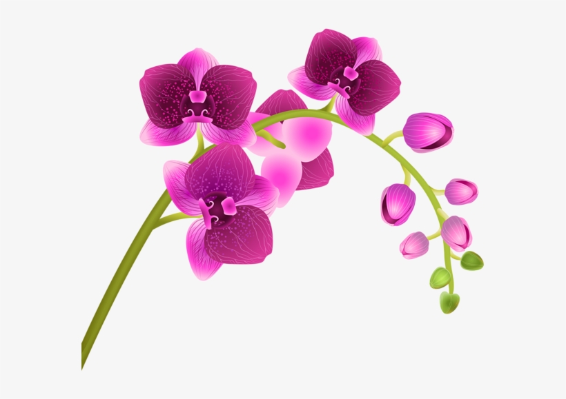 Orchid Flower Transparent Png Clip Art Image - Clip Art Orchid, transparent png
