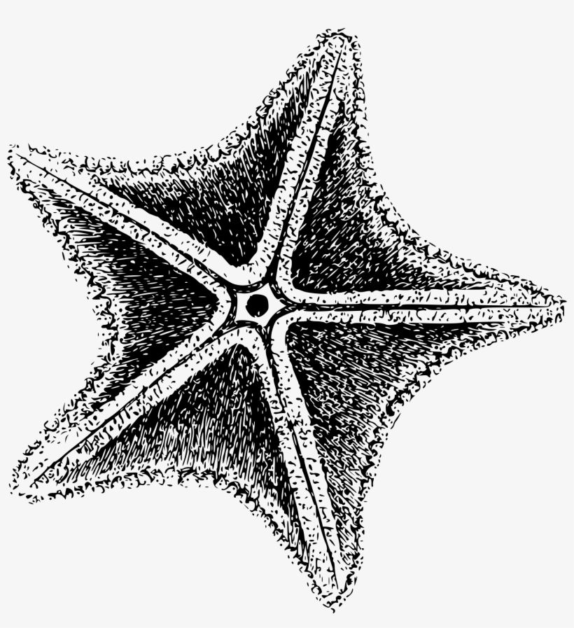 This Free Icons Png Design Of Sea Star, transparent png