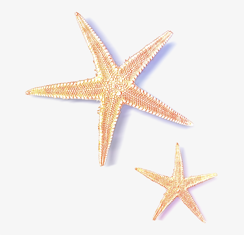 Sea Star Transparent Images - Transparent Starfish, transparent png
