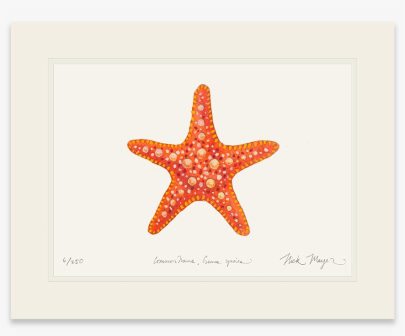 Horned Sea Star - Vector Graphics, transparent png