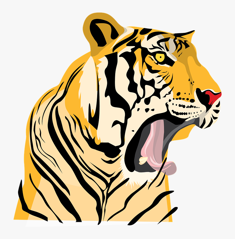 Tiger, transparent png