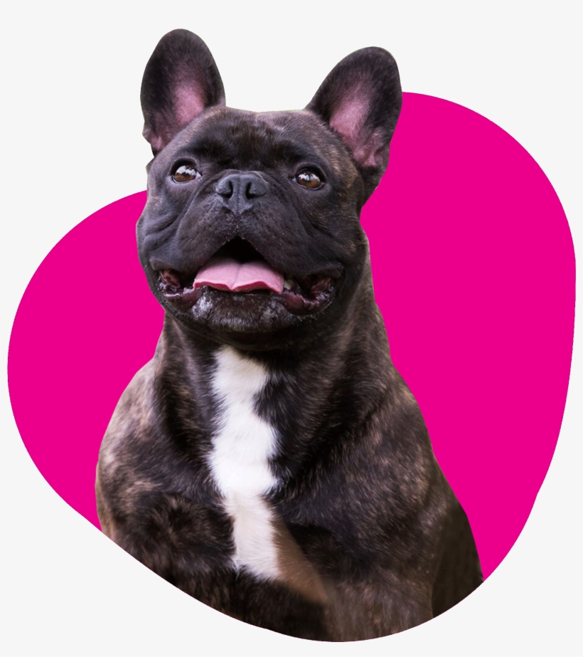 T&t Dog Sticker By Tales&tails - Android, transparent png