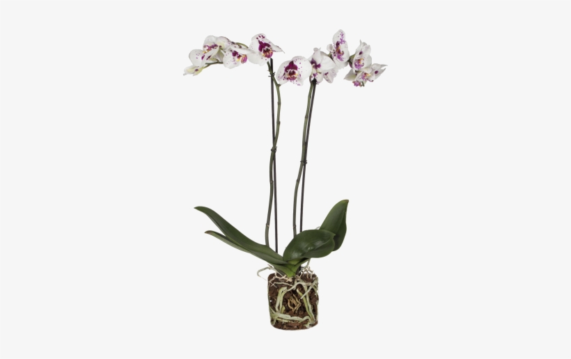 Orchid Picasso - Pablo Picasso, transparent png