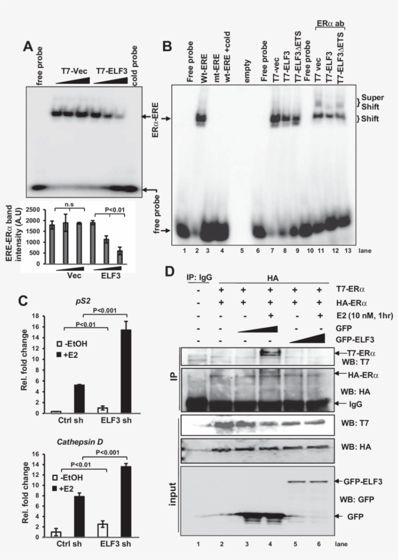 Elf3 Inhibits Erα Dna Binding Capacity And Recruitment - Diagram, transparent png