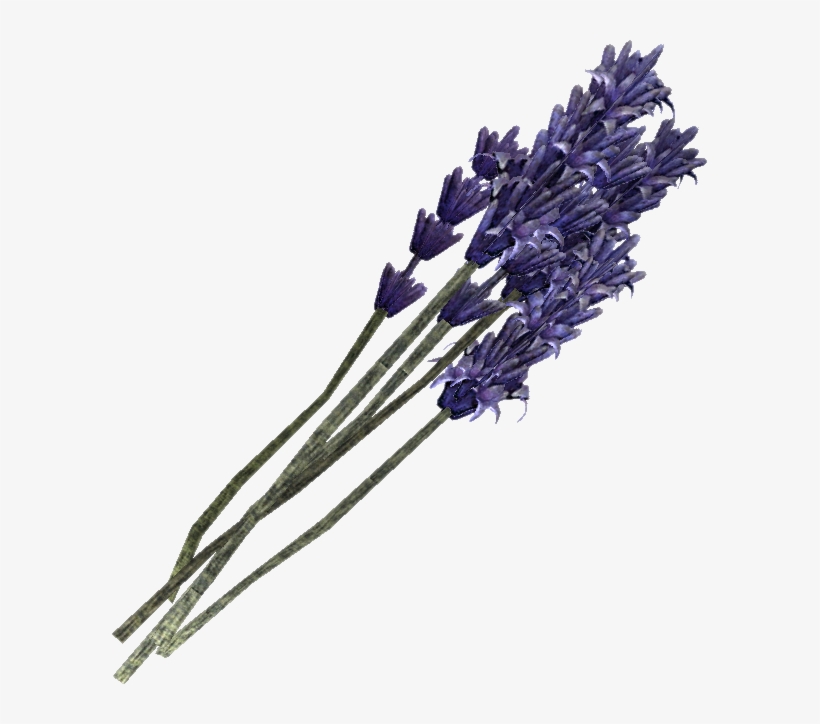 Lavender, Gallery Cashadvance6online, transparent png