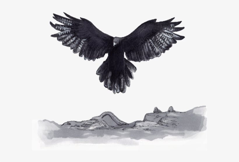 The Portfolio Has A Well-structured Allocation To All - Eagle, transparent png