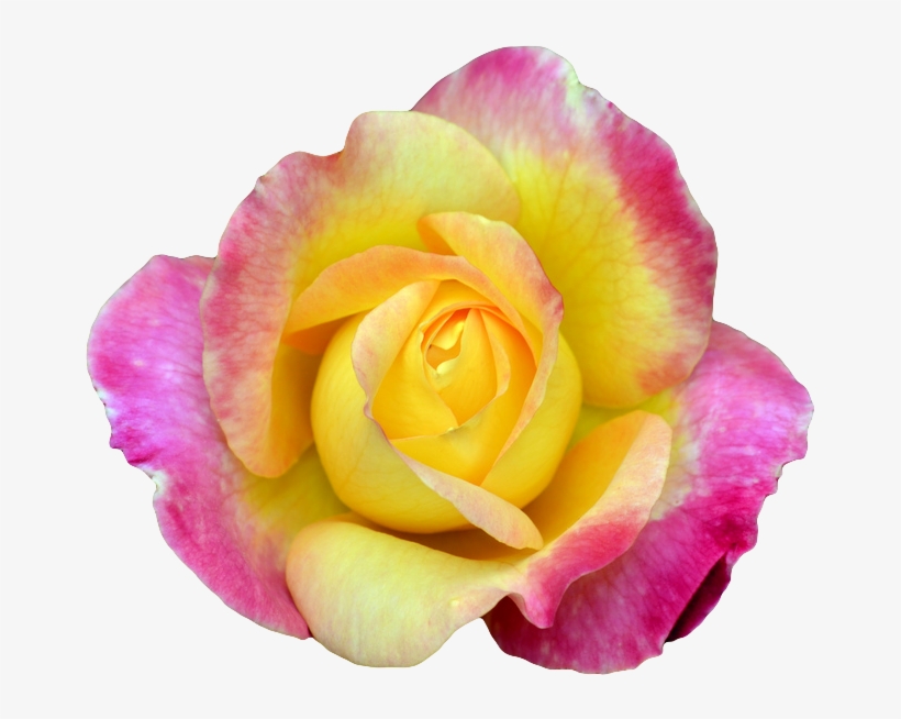 Pink And Yellow Rose Png, transparent png