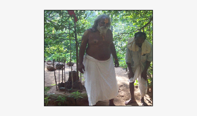 Main Source Of - Old-growth Forest, transparent png