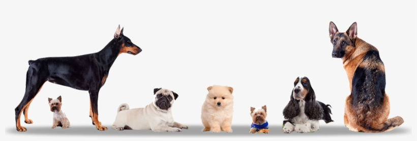 Vet Formulated With High Potency Premium Ingredients - Dogs Different, transparent png