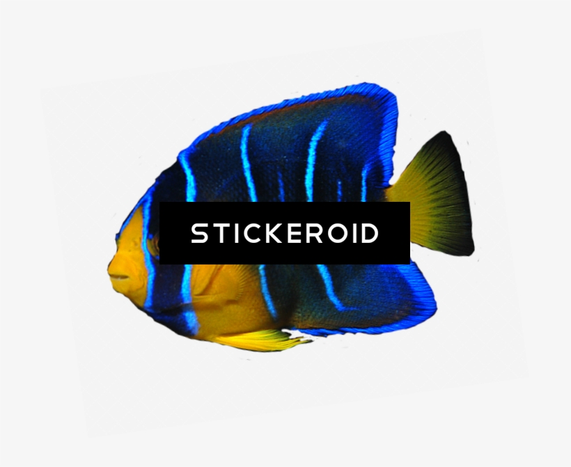 Ocean Fish - Duke Nukem Forever Box Art, transparent png