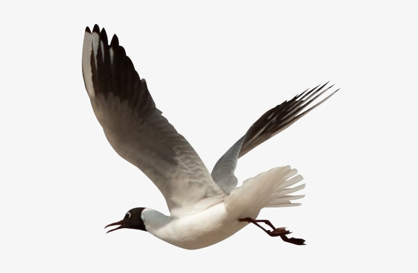 Ocean Birds Transparent Png - Beach Birds Clipart Png, transparent png