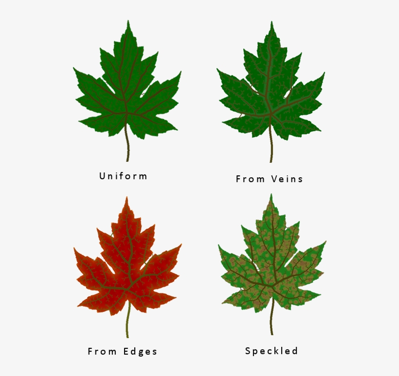 Different Leaf Texture Types - Biotique Bio Margosa Anti-dandruff Shampoo And Conditioner,, transparent png