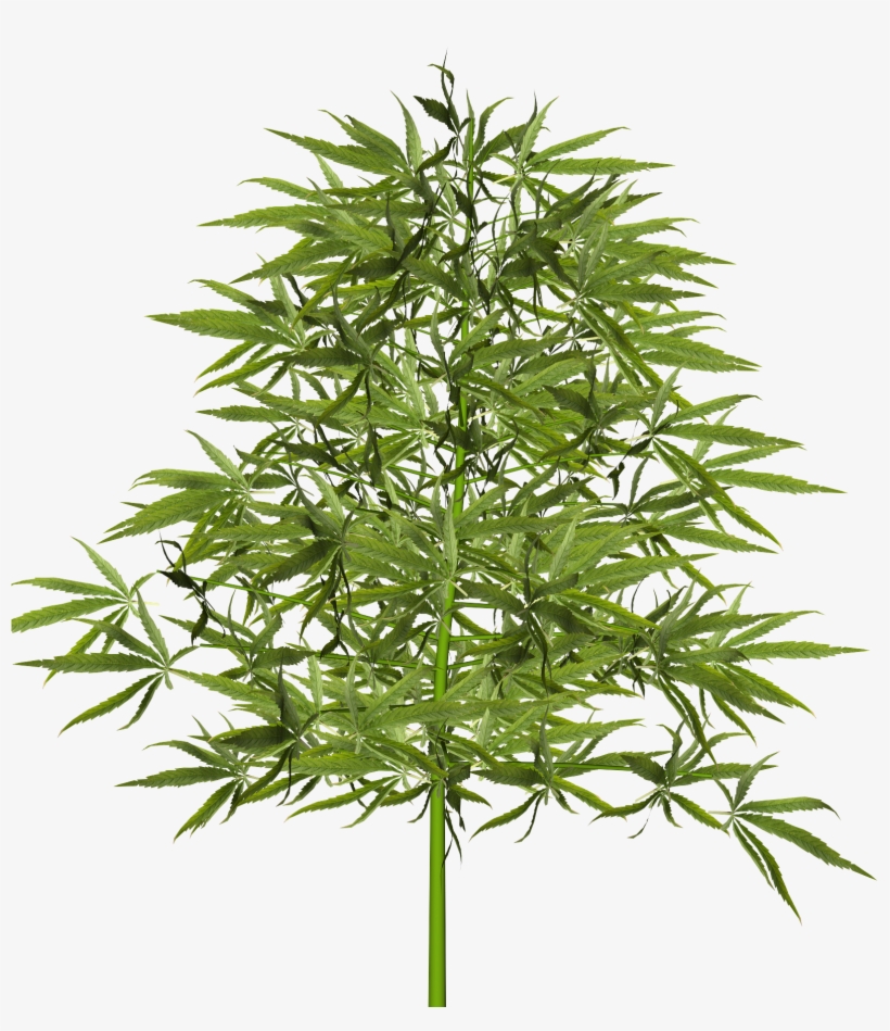 View Larger Image - American Larch, transparent png