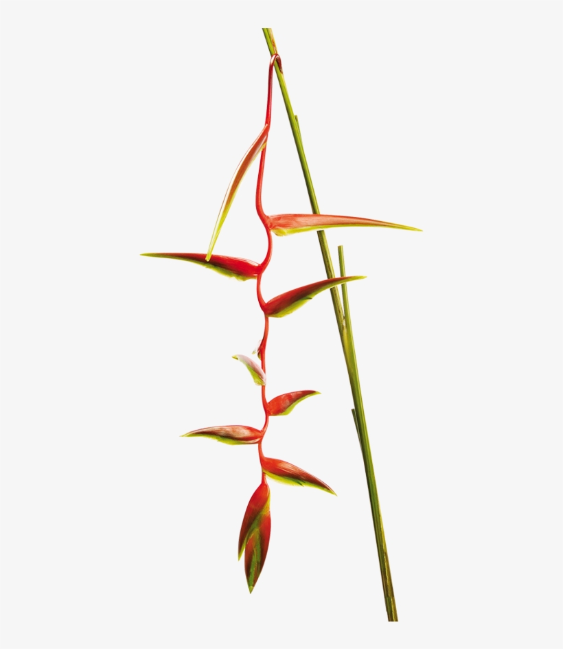 Heliconia Chartacea, transparent png