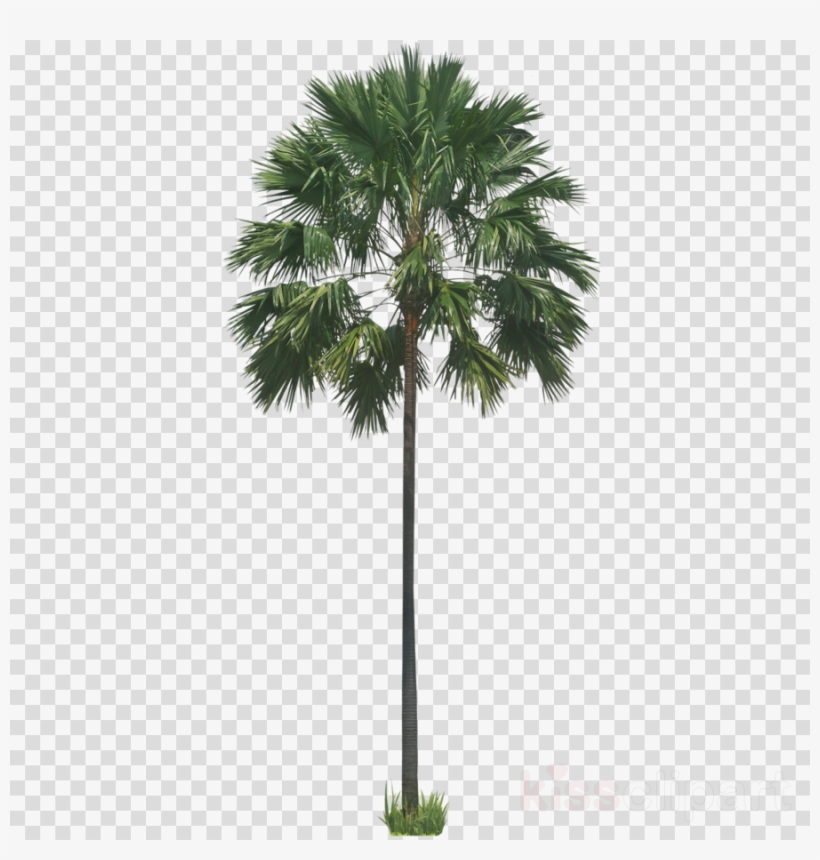 Palm Tree Png Clipart Palm Trees Wodyetia - Sabal Palm Png, transparent png