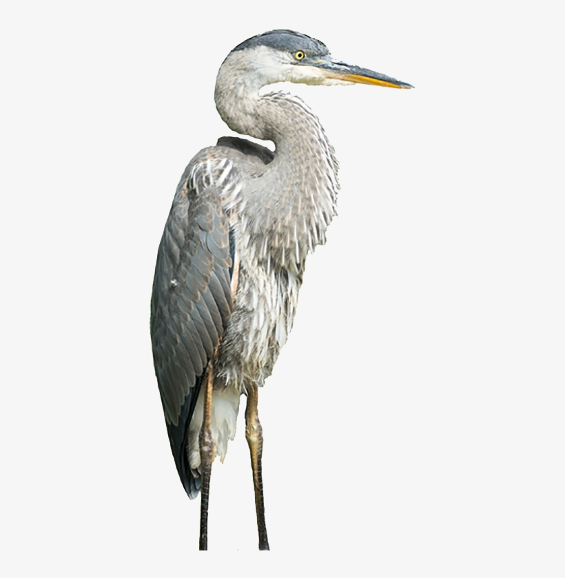 Get In Touch - Heron, transparent png