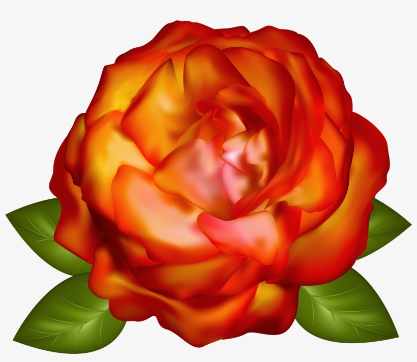 Rose, transparent png