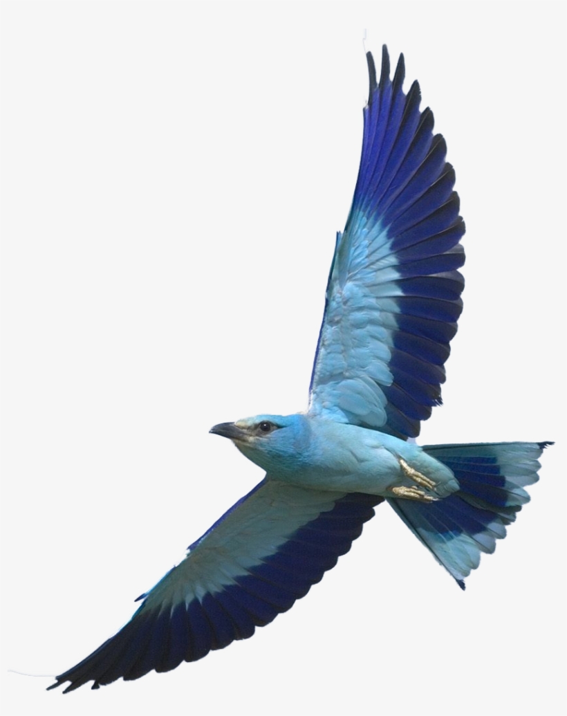 Autumn Bedding Collection - Fashion Unique Design Protective Cellphone Back Cover, transparent png