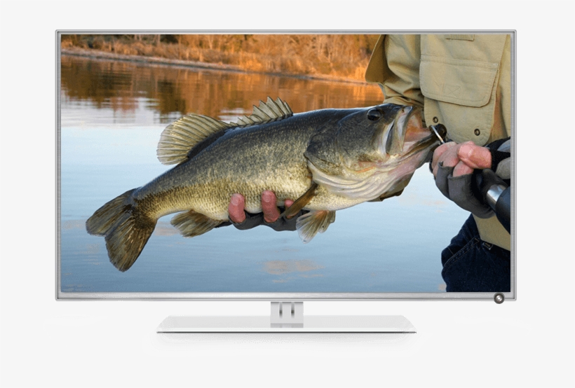 A Fisherman's Channel - Clearwater Bass With Shaw Grigsby, transparent png