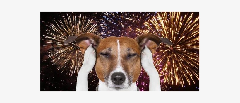 Keep Your Dogs Safe At Territory Day - Perro Miedo A Petardos, transparent png