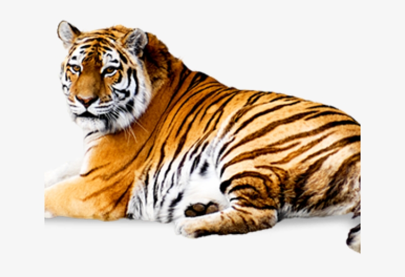 Tiger Png Transparent Images - My Cute Board Book Of Wild Animals - English, transparent png