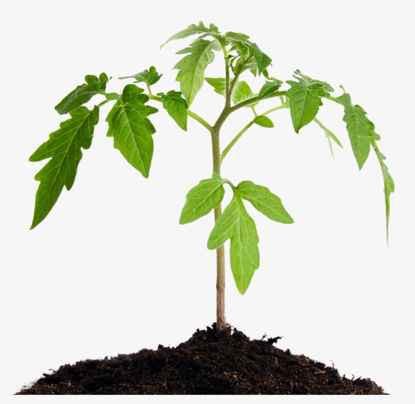 We Hand Craft Easy To Use Products That Transform Poor - Tomato, transparent png