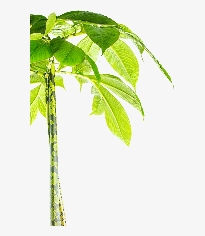 Wake Up Your Complexion - Palm Tree, transparent png