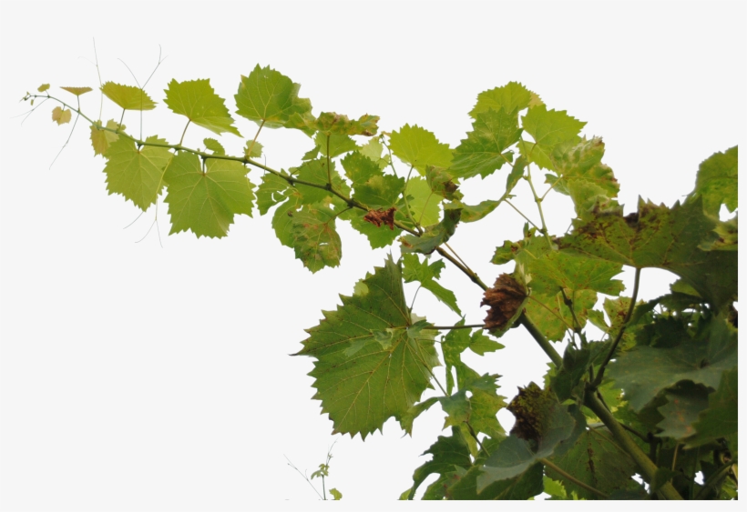 Tropical Branch Png - Grape Branch Png, transparent png