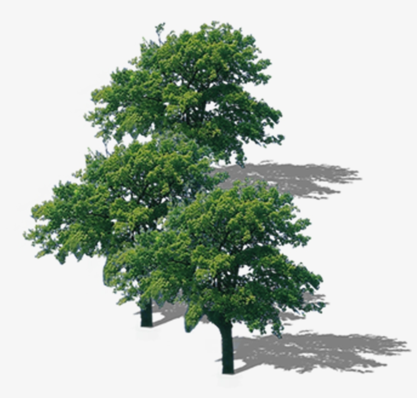 La Rama Superior Del Árbol De Descarga - 樹 俯視, transparent png