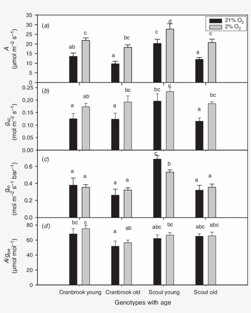 Effects Of Oxygen Concentration And Leaf Age On Light-saturated - Stomatal Conductance, transparent png