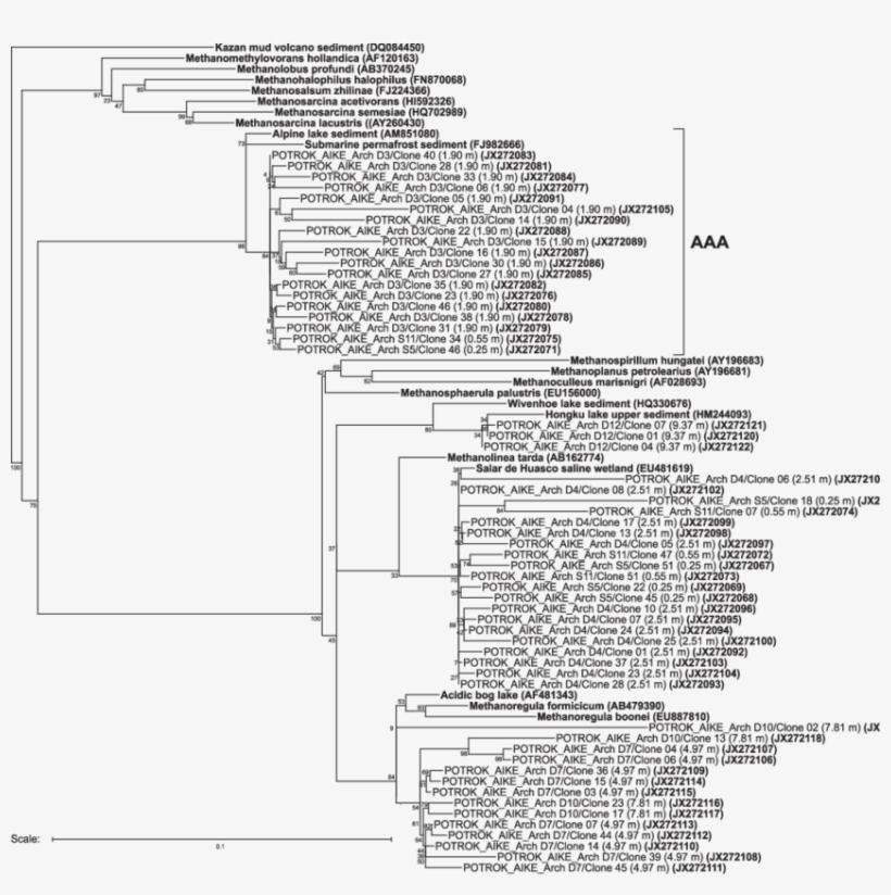 Phylogenetic Tree Of Partial 16s Rrna Gene Sequences - Phylogenetic Tree, transparent png