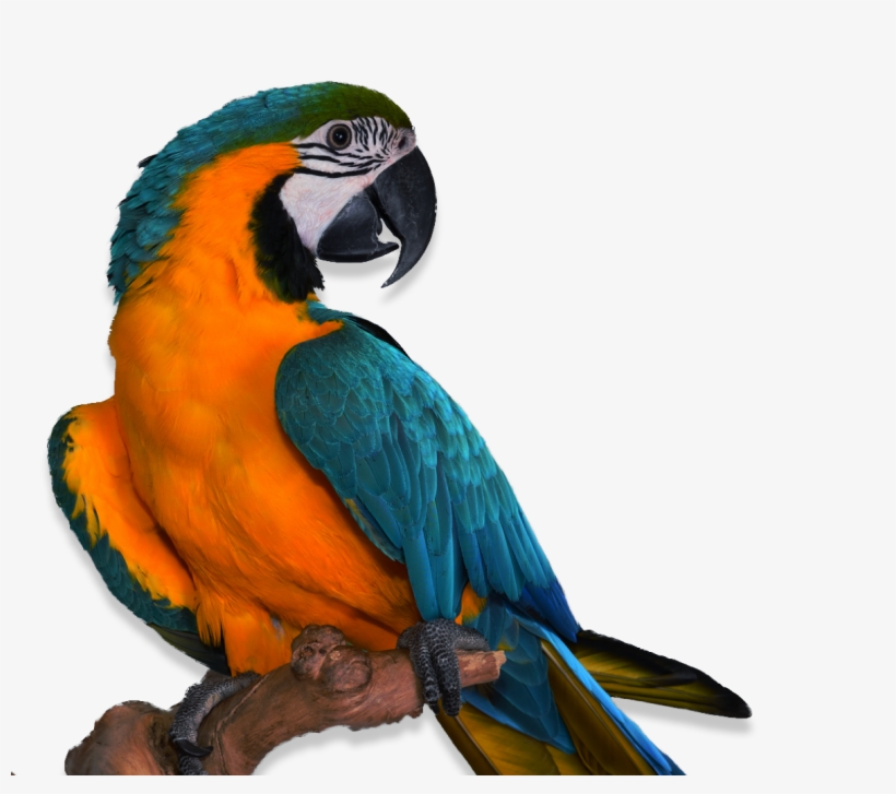 Transparent Vet Reviews - Animal Pic Transparent, transparent png