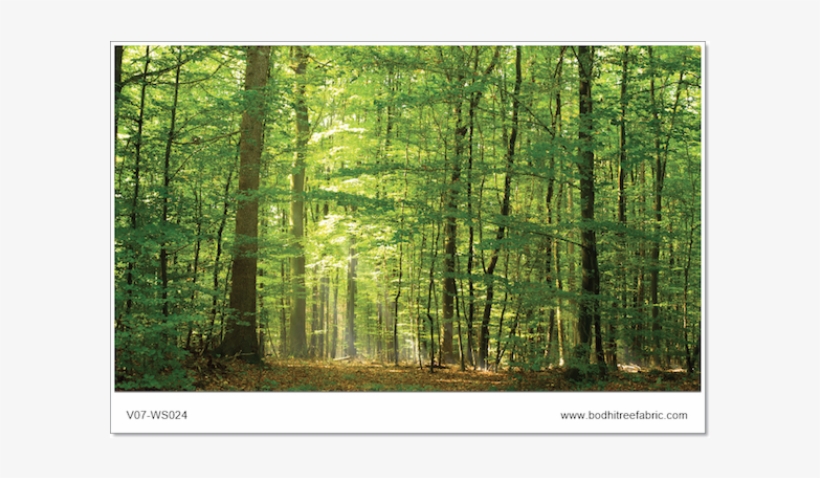 Forest Wallpaper Or Fabric - Tropical Evergreen Rain Forests In India, transparent png