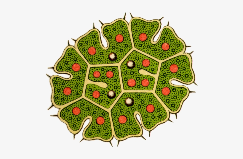 Kunstformen Der Natur, transparent png