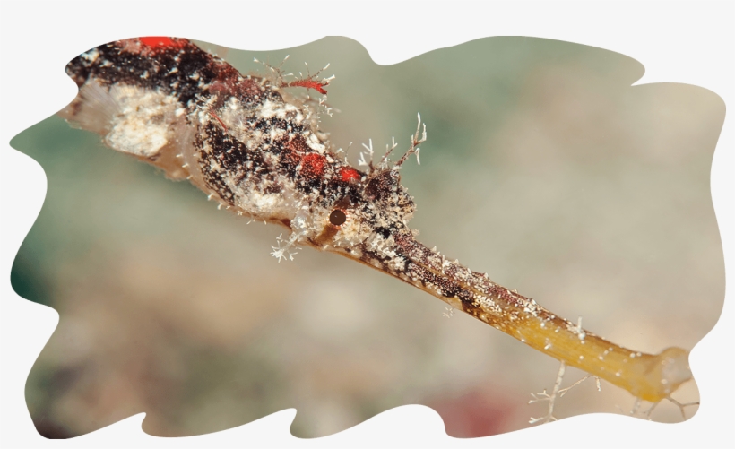 Sea Cucumbers « - Sea Cucumber, transparent png